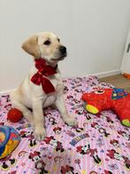 800€, Parvo, 8 tot 15 weken, Labrador retriever, Meerdere
