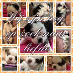 Unieke retro mopshond puppy’s laatse 2 panda kleuren, Dieren en Toebehoren, België, Particulier, Rabiës (hondsdolheid), Overige rassen