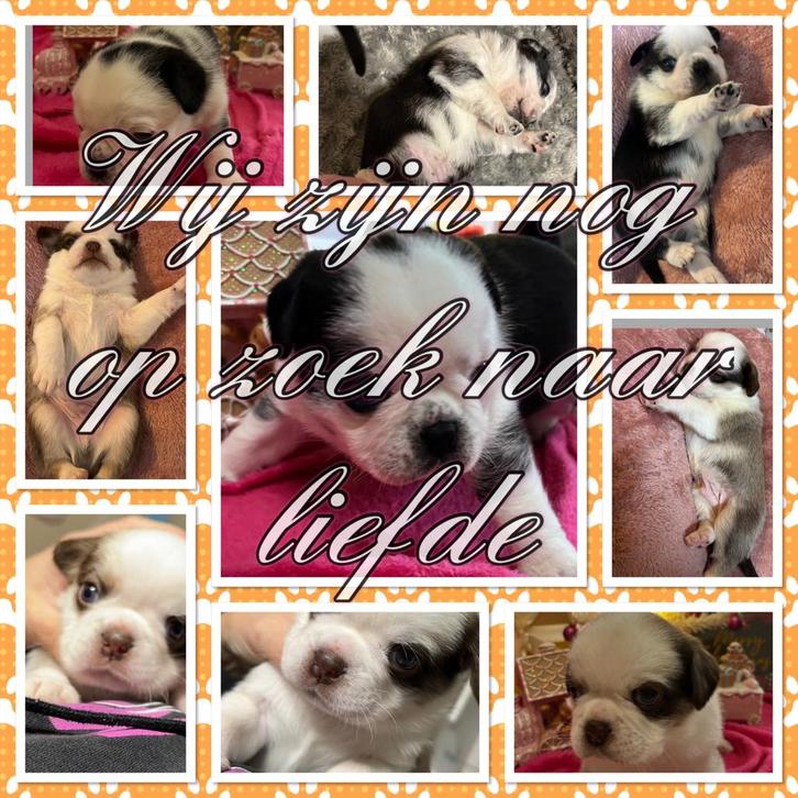 Unieke retro mopshond puppy’s laatse 2 panda kleuren, Dieren en Toebehoren, Honden | Bulldogs, Pinschers en Molossers, Meerdere dieren