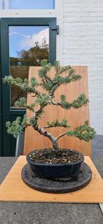 Bonsai Abies Koreana - Koreaanse Zilverspar, Overige soorten, Vaste plant, Ophalen of Verzenden, Bloeit niet