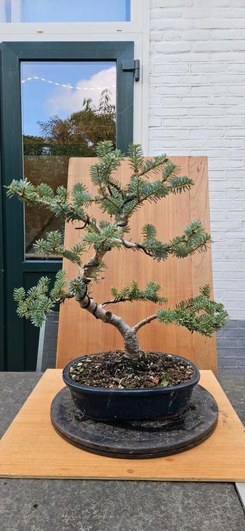 Bonsai Abies Koreana - Koreaanse Zilverspar beschikbaar voor biedingen