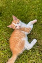Lieve kittens, Dieren en Toebehoren, Katten en Kittens | Overige Katten, Kater