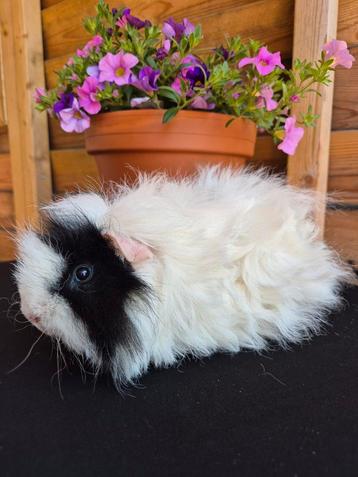Lunkarya Cavia.  beschikbaar voor biedingen