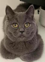 britse korthaar kittens, Dieren en Toebehoren, Katten en Kittens | Raskatten | Korthaar, Meerdere dieren, Ontwormd