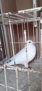 Kleurpostduif duivin te koop, Dieren en Toebehoren, Vogels | Duiven, Vrouwelijk, Postduif