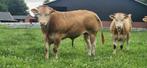 Blonde d'aquitaine fokstier, Dieren en Toebehoren, Mannelijk, 0 tot 2 jaar