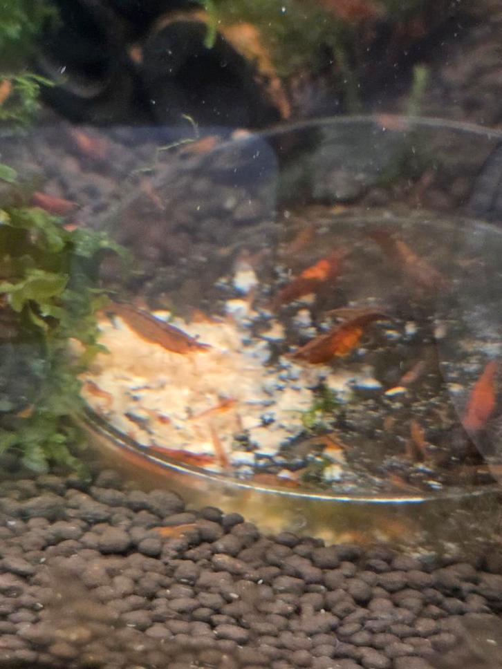 Rode garnalen, Dieren en Toebehoren, Vissen | Aquariumvissen, Kreeft, Krab of Garnaal