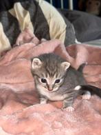 Aanhankelijke kittens!, Dieren en Toebehoren