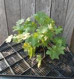 Geranium macrorrhizum - P9 pot - €1,75, Tuin en Terras, Bodembedekkers, Vaste plant, Ophalen of Verzenden, Halfschaduw