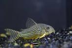 Corydora Sterbai bij Koidreams Valburg