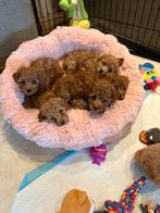 Rode / abricot Toypoedel pups met FCI stamboom toy poedels, Poedel, CDV (hondenziekte), 8 tot 15 weken, Meerdere