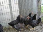 barnevelder kriel, Meerdere dieren, Kip