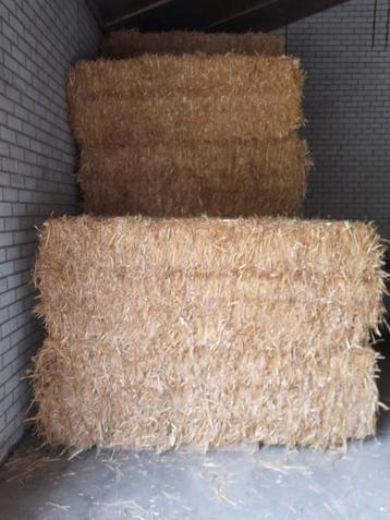 Mais balen te koop  beschikbaar voor biedingen