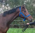 3 jarige dressuurruin en 9 jarige merrie, Dieren en Toebehoren, Paarden, Gechipt, Ruin, Dressuurpaard, 3 tot 6 jaar