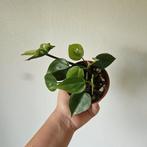 Philodendron Scandens Heart Leaf 5, Huis en Inrichting, Kamerplanten, Ophalen of Verzenden, Minder dan 100 cm