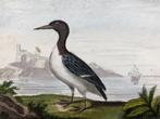 Antieke vogelprent Zeekoet 18e eeuw, Antiek en Kunst, Kunst | Etsen en Gravures, Ophalen of Verzenden