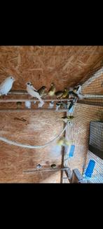 Spaanse Timbrados mannen, geringd uit 2025, Dieren en Toebehoren, Mannelijk, Zangkanarie