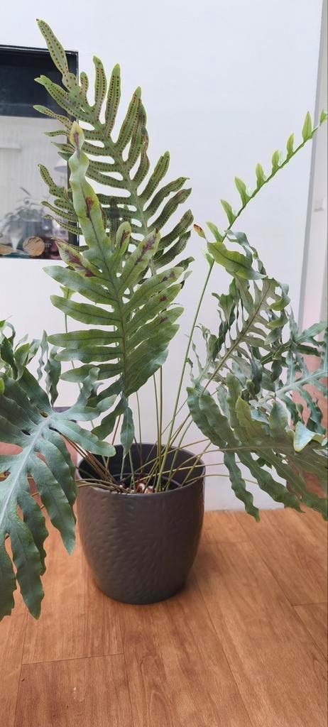 Zinkvaren in heel mooie staat, voor binnen of buiten, Huis en Inrichting, Kamerplanten, Overige soorten, Minder dan 100 cm, Halfschaduw