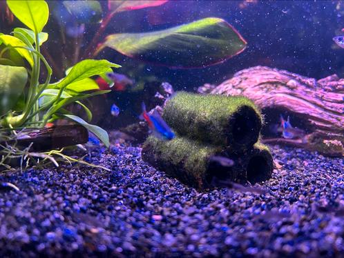 Heel veel baby guppies man/vrouw, Dieren en Toebehoren, Vissen | Aquariumvissen, Vis