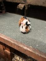 2 bont cavia beertjes, Dieren en Toebehoren, Knaagdieren, Cavia, Mannelijk, Januari, Tam
