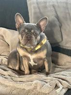 Teefje 3 jaar, Particulier, Buitenland, Teef, Parvo