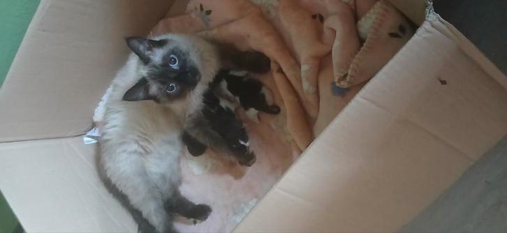 Balinees, Dieren en Toebehoren, Katten en Kittens | Overige Katten