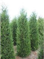 Cupr. Leylandii conifeer, Ophalen, Bloeit niet, Overige soorten, Volle zon