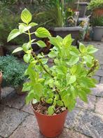 Coleus Siernetel felgroen kamerplant🪴OPHALEN NIJKERK🪴, Ophalen, Overige soorten, Halfschaduw, In pot