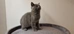 Britse Korthaar kittens Blue & Lilac met paspoort, Kater, Ontwormd