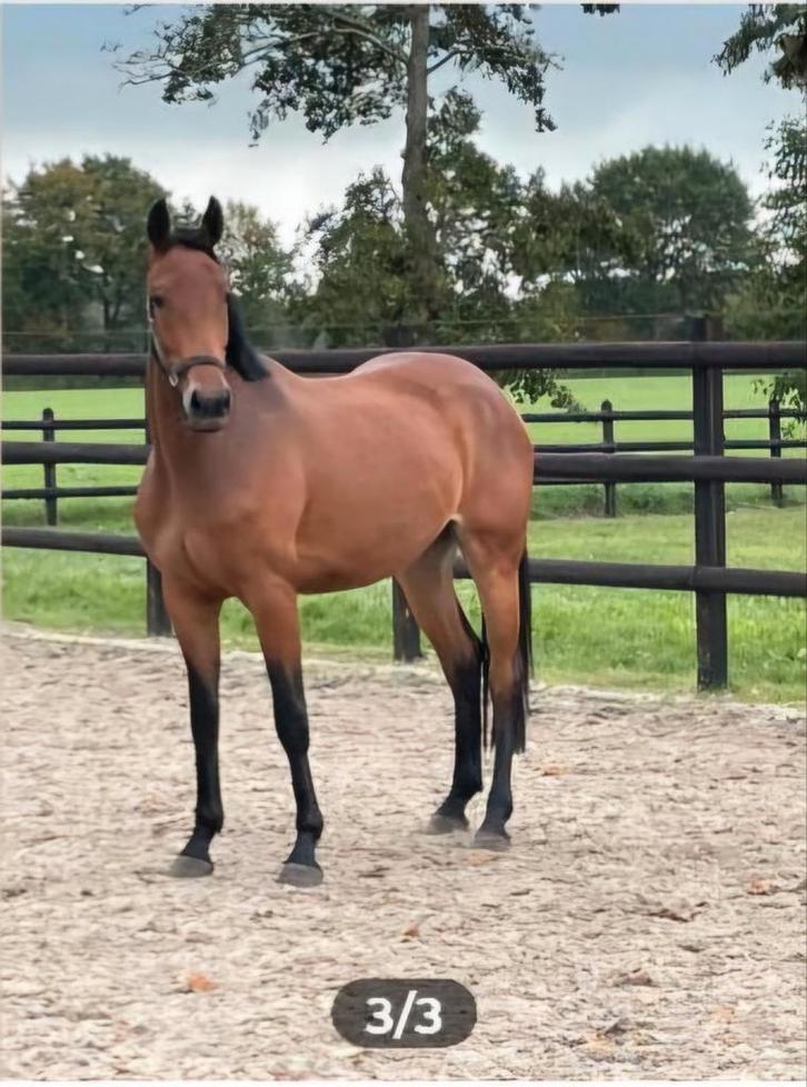 3.5 jarige Zinelord X Cardento  En een 2.5 jarige, Dieren en Toebehoren, Paarden, Merrie, Zadelmak, 3 tot 6 jaar, Springpaard