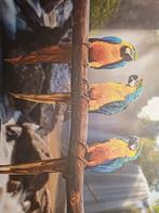 Gevraagd Witkuifkaketoe of Ara, Dieren en Toebehoren, Vogels | Parkieten en Papegaaien, Papegaai