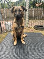 AIN: Ania, Dieren en Toebehoren, 15 weken tot 1 jaar, Handelaar, CDV (hondenziekte), Buitenland
