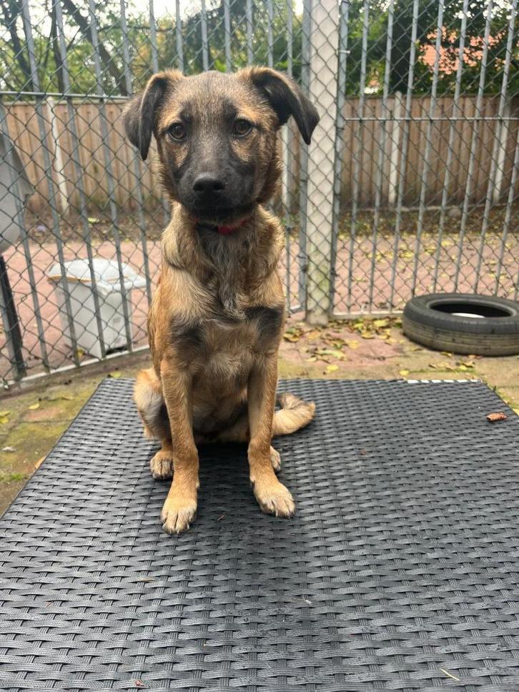 AIN: Ania, Dieren en Toebehoren, Honden | Niet-rashonden, Middel, Teef, Handelaar, Eén hond, Buitenland, 15 weken tot 1 jaar, CDV (hondenziekte)