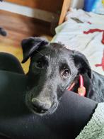 Bianca is een lief, vriendelijk speels meisje, Particulier, Rabiës (hondsdolheid), 15 weken tot 1 jaar, Buitenland