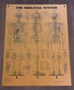 Vintage educatieve pvc poster, Ophalen