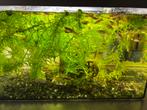 Endler guppy’s, Dieren en Toebehoren, Ophalen, Zo goed als nieuw