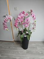 Prachtige Orchidee in Pot, Overige soorten, In pot, Minder dan 100 cm, Bloeiende kamerplant