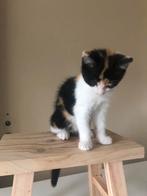 Te koop lieve jonge speelse tamme lapjespoes kitten, Dieren en Toebehoren, Katten en Kittens | Overige Katten, Meerdere dieren