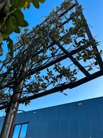 Quercus ilex - steeneik leiboom 200 stam, scherm 150x150 cm, Bloeit niet, Leiboom, Halfschaduw, 250 tot 400 cm