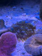 Ricordea Yuma Mushroom Purple (oor), Dieren en Toebehoren, Vissen | Aquariumvissen, Overige typen, Zoutwatervis