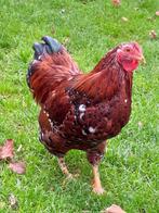 gratis haantje (s) Wynadotte kriel, porselein, Dieren en Toebehoren, Pluimvee, Mannelijk, Kip
