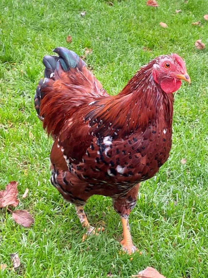 gratis haantje (s) Wynadotte kriel, porselein, Dieren en Toebehoren, Pluimvee, Kip, Mannelijk