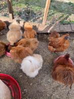 Zijdehoen broedeieren met kans op krulveer, Geslacht onbekend, Kip