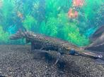 Alligator gar, Dieren en Toebehoren, Vissen | Aquariumvissen