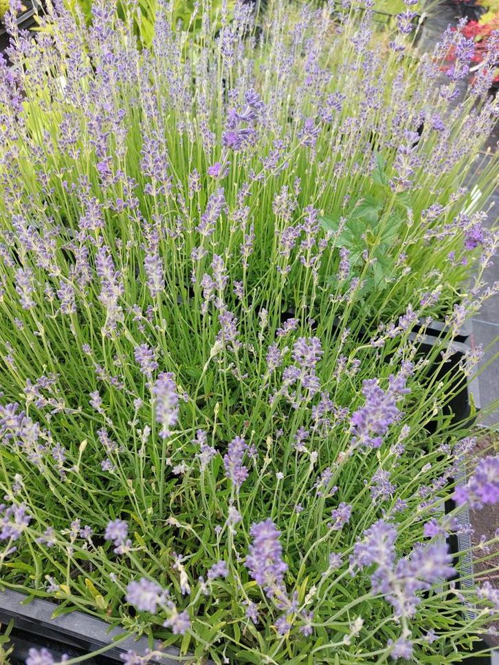 aanbieding lavendel hidcote, munstead en edelweiss, Tuin en Terras, Planten | Tuinplanten, Vaste plant, Overige soorten, Volle zon