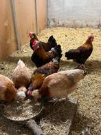 Gezocht Sulmtaler krielen (tarwe kleur), Dieren en Toebehoren, Pluimvee, Meerdere dieren, Kip