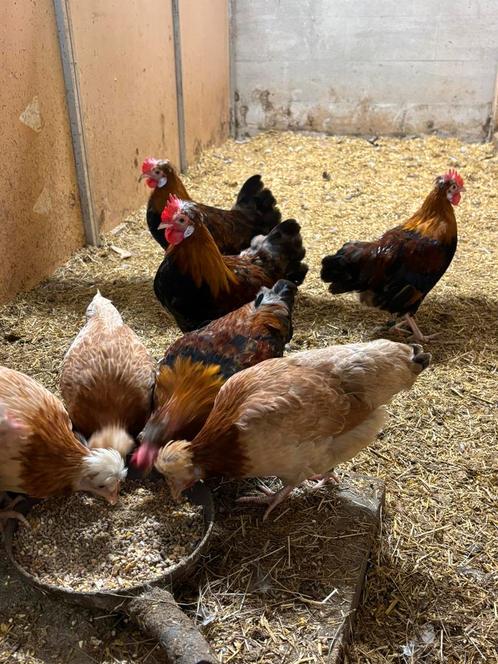 Gezocht Sulmtaler krielen (tarwe kleur), Dieren en Toebehoren, Pluimvee, Kip, Meerdere dieren