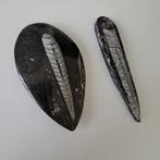 Orthoceras Fossielen - 2 Stuks, Ophalen of Verzenden, Fossiel