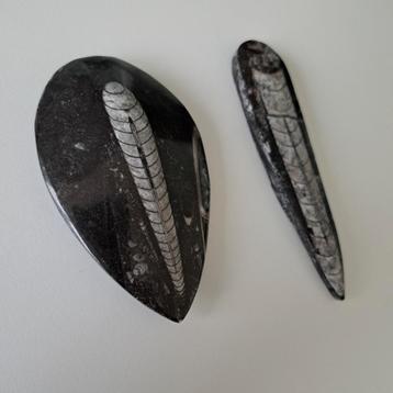 Orthoceras Fossielen - 2 Stuks beschikbaar voor biedingen