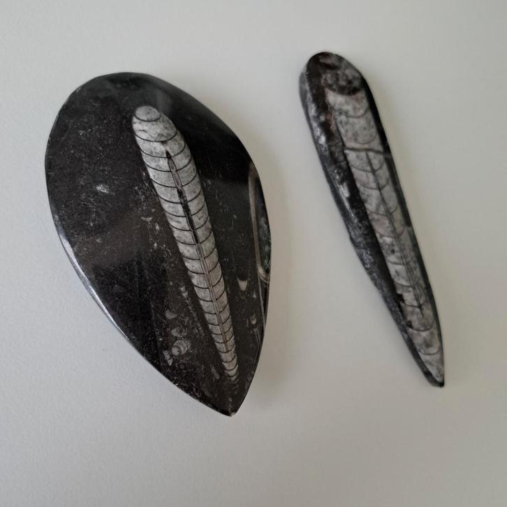 Orthoceras Fossielen - 2 Stuks, Verzamelen, Mineralen en Fossielen, Fossiel, Ophalen of Verzenden